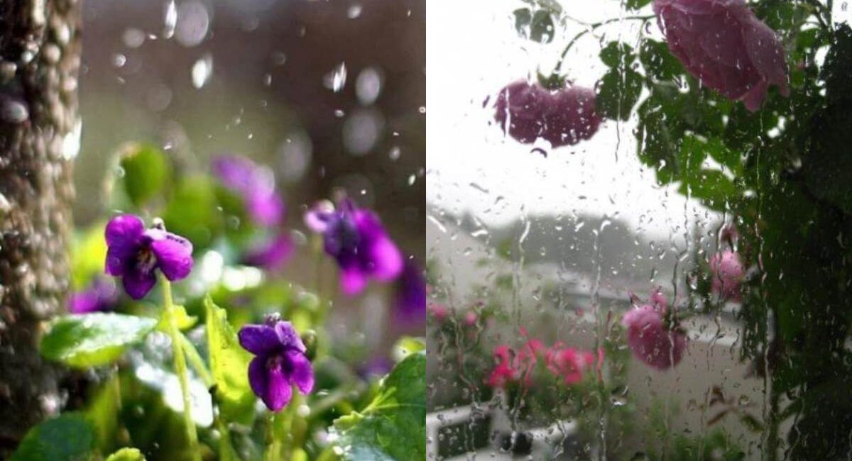 Rain Beautiful Nature Dp For Whatsapp: Capture the Beauty of Wet Landscapes