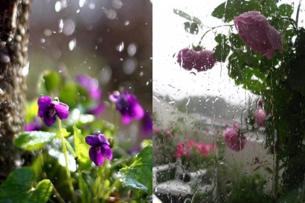 Rain Beautiful Nature Dp For Whatsapp: Capture the Beauty of Wet Landscapes